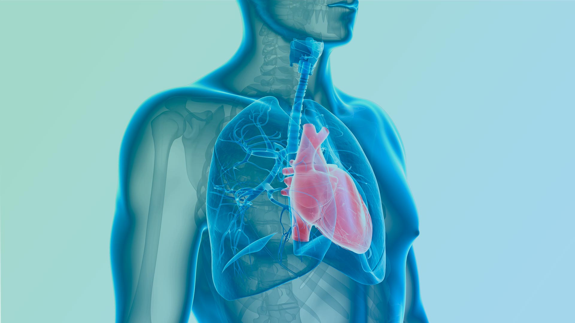 Imagen médica de pulmones para aplicación